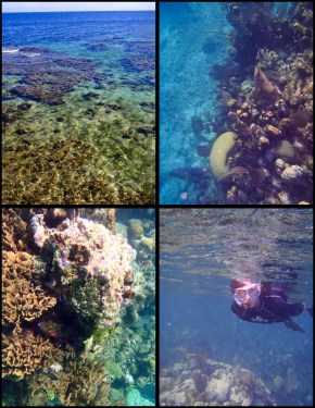 A glimpse into the underwater world of the Caribbean in Utila, Honduras