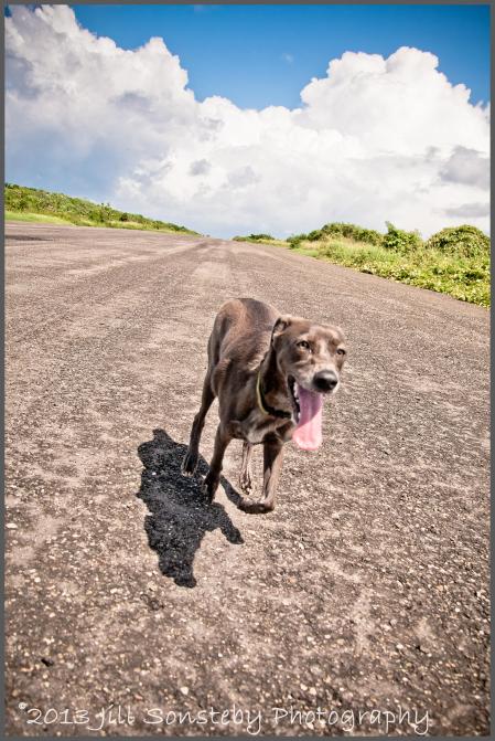 Dog running on airport tarmac on the island of Utila.