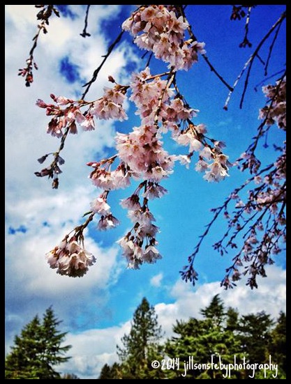 cherry blossoms.jpg